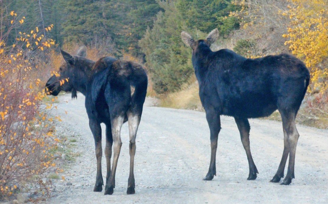 Moose use